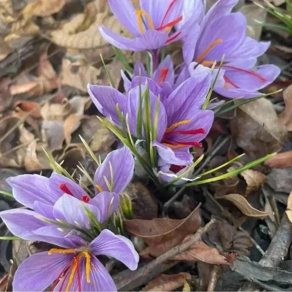 FREE 🆕Women’s Soft Cotton Tank Top - Picture 11 of 15